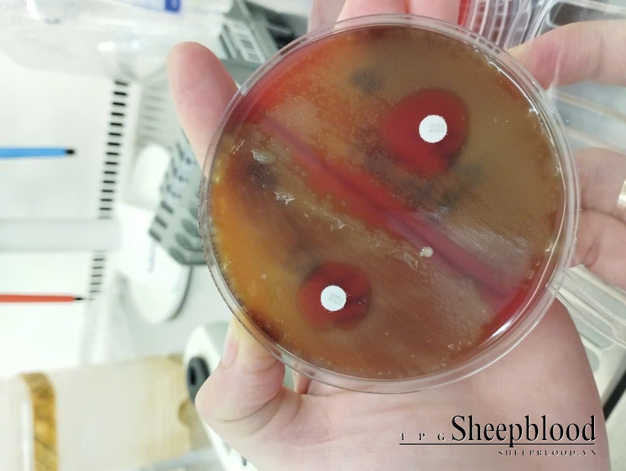 Mueller Hinton Agar + 5% Sheep Blood - 2