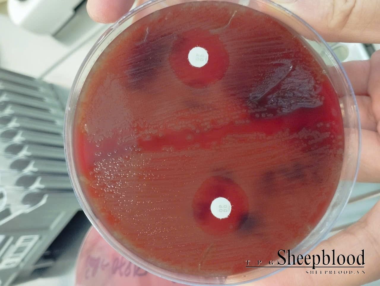 Mueller Hinton Agar + 5% Sheep Blood